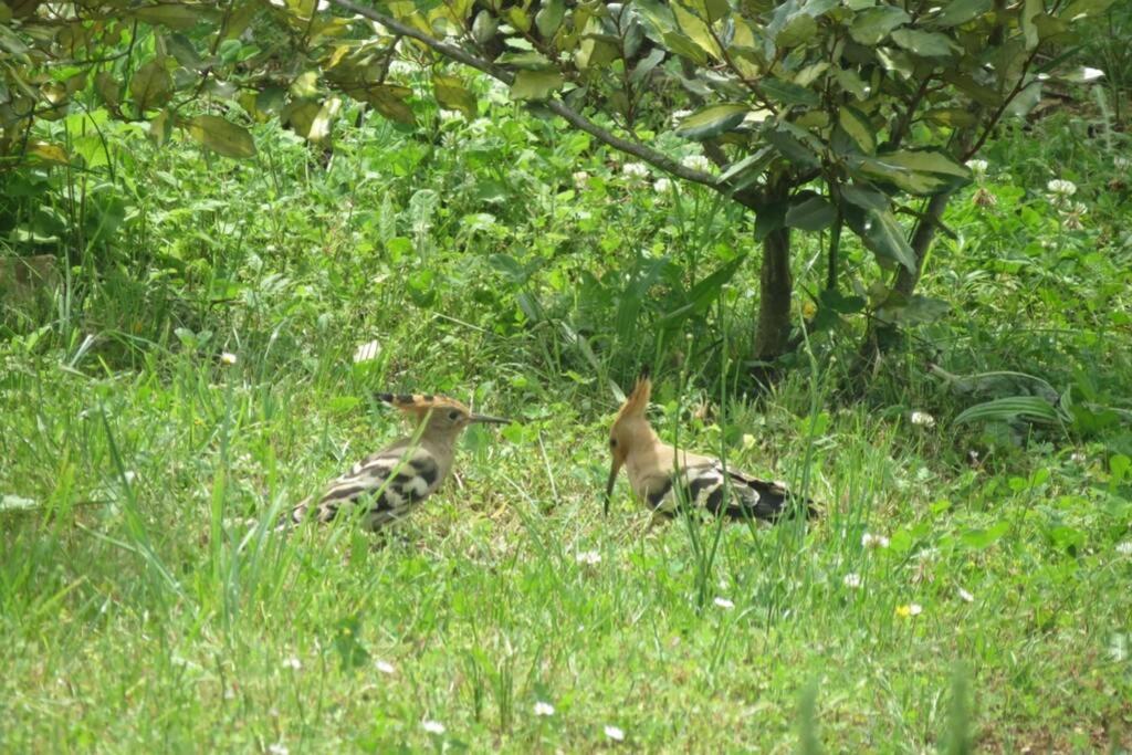 Vakantiehuis A Deux Pas De St Cirq Lapopie , Des Murets De L'isa